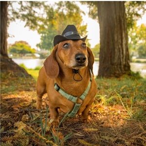 Cowboy hat for dogs